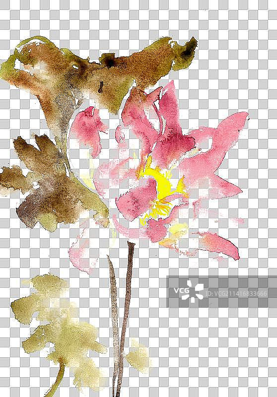 鲜艳的荷花图片素材