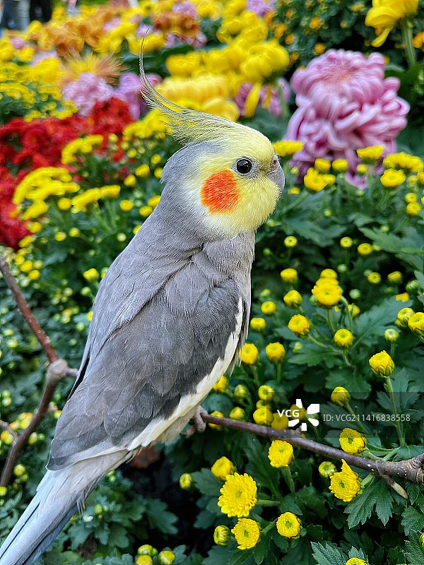 我也看菊展图片素材