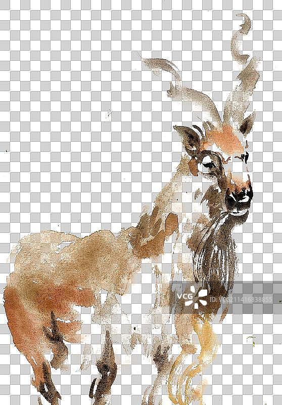 站立的绵羊图片素材