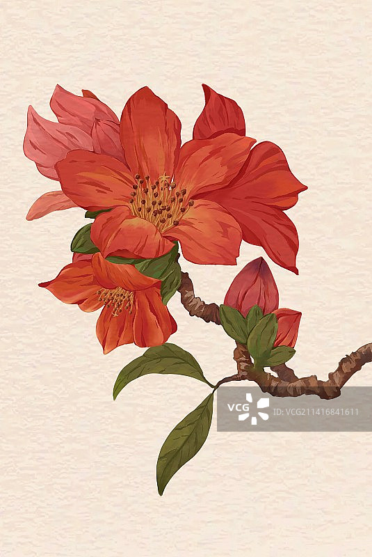 木棉花开图片素材