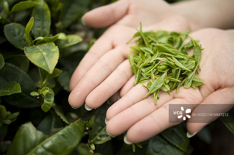 山东 海阳 绿茶 饮料 茶叶图片素材