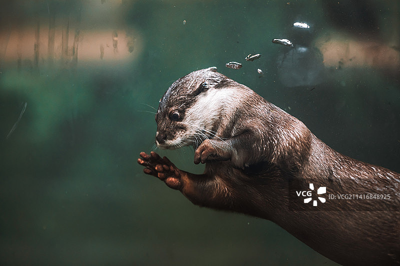 水下游泳的亚洲小爪水獭图片素材
