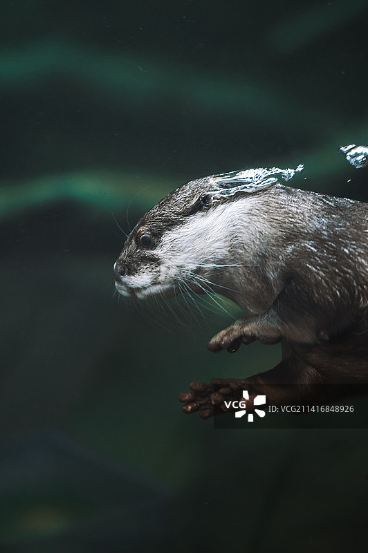 水下游泳的亚洲小爪水獭图片素材