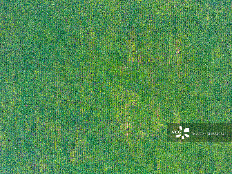 番薯种植基地图片素材