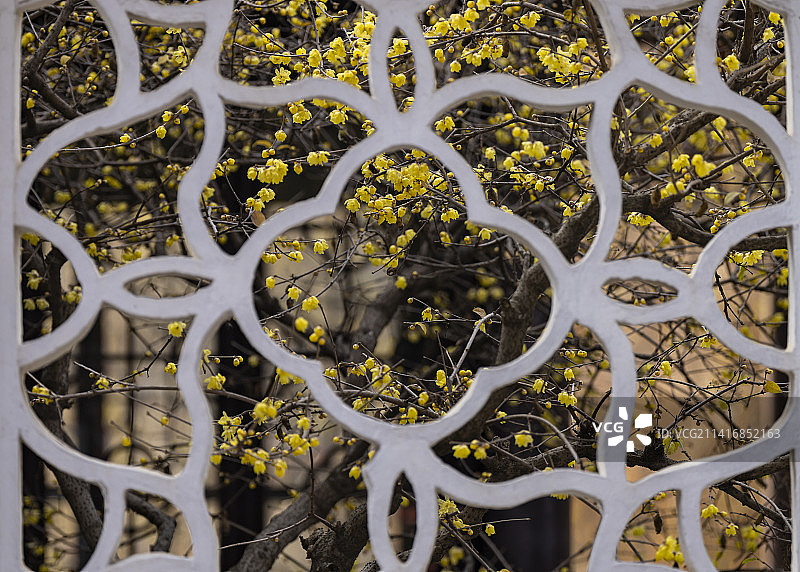 窗牖蜡梅园林瞻园图片素材