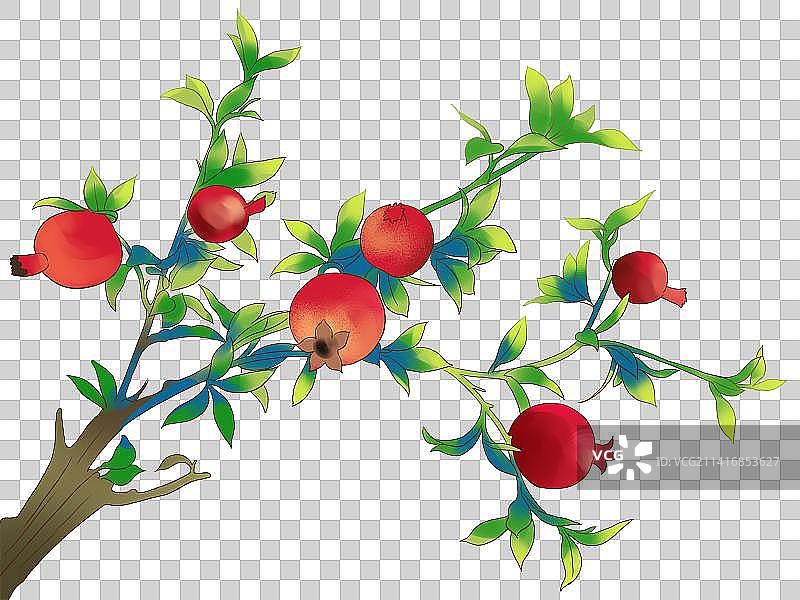 植物水果果实枝干叶子石榴食品食物食材美食包装插画图片素材