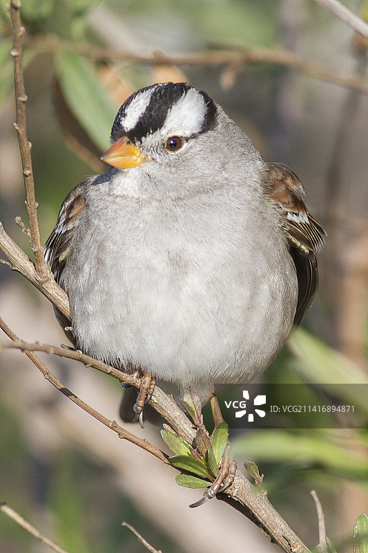 白冠带鹀正面栖息图图片素材