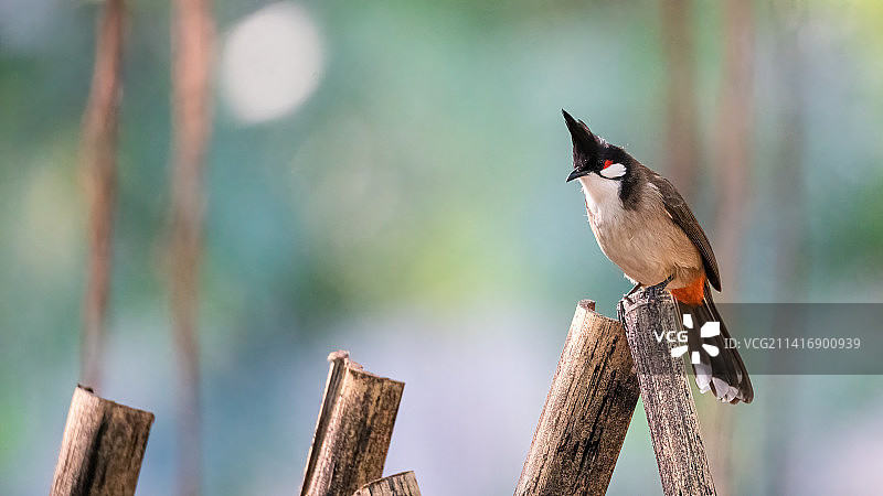 红耳鹎—祝大家新一年红红火火图片素材