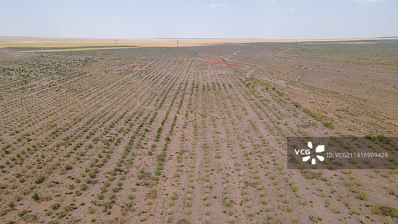 内蒙古阿拉善蚂蚁森林SEE梭梭种植基地图片素材