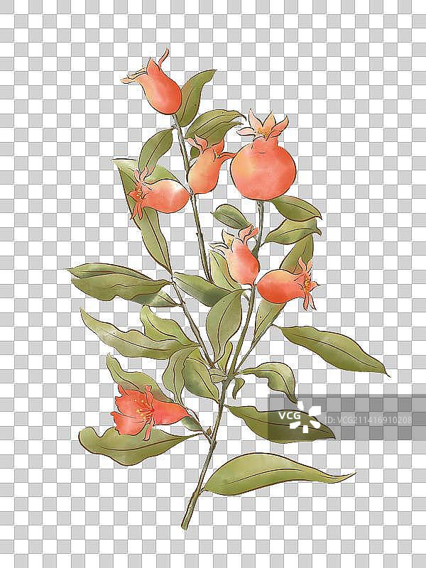 石榴花图片素材