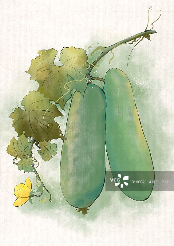 古风冬瓜图片素材