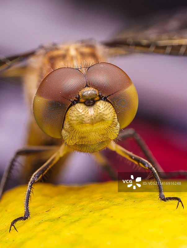 蜻蜓特写镜头图片素材