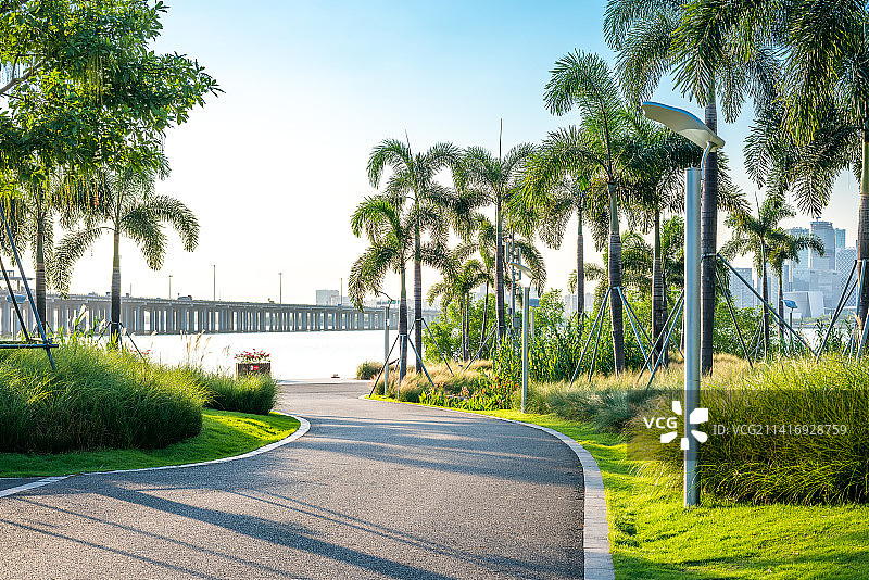 公园无人的柏油路和两旁的棕榈树图片素材