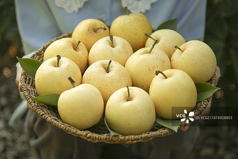 手里拿着新鲜皇冠梨图片素材