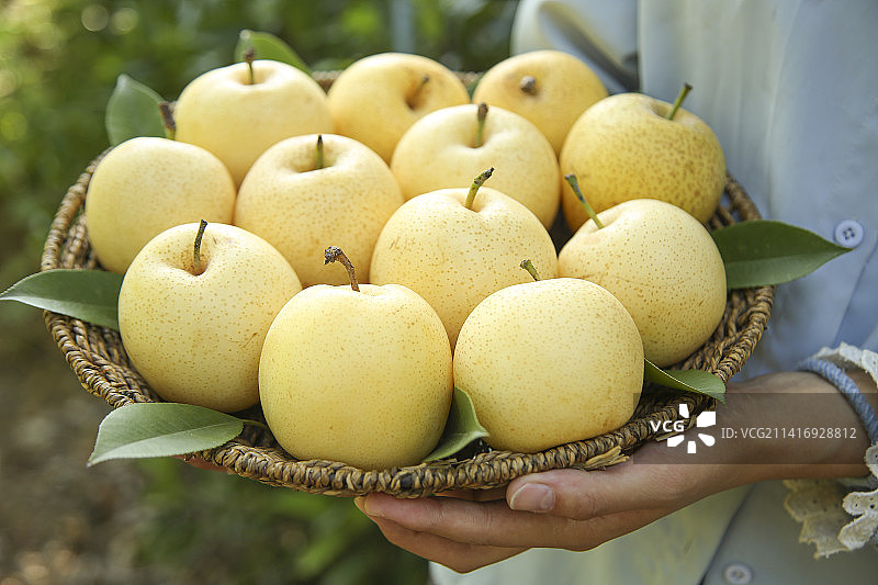 手里拿着新鲜皇冠梨图片素材