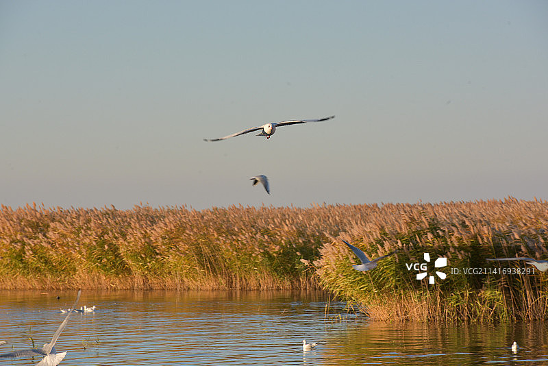 内蒙古额济纳旗居延海日出海鸥图片素材