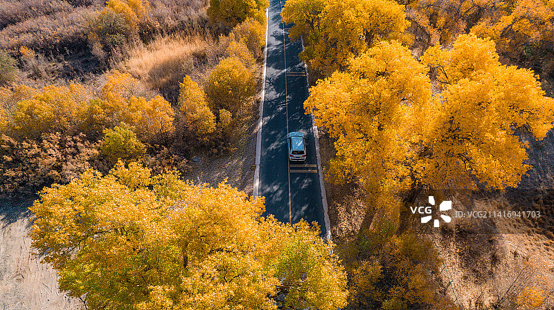 额济纳旗四道桥胡杨林公路图片素材