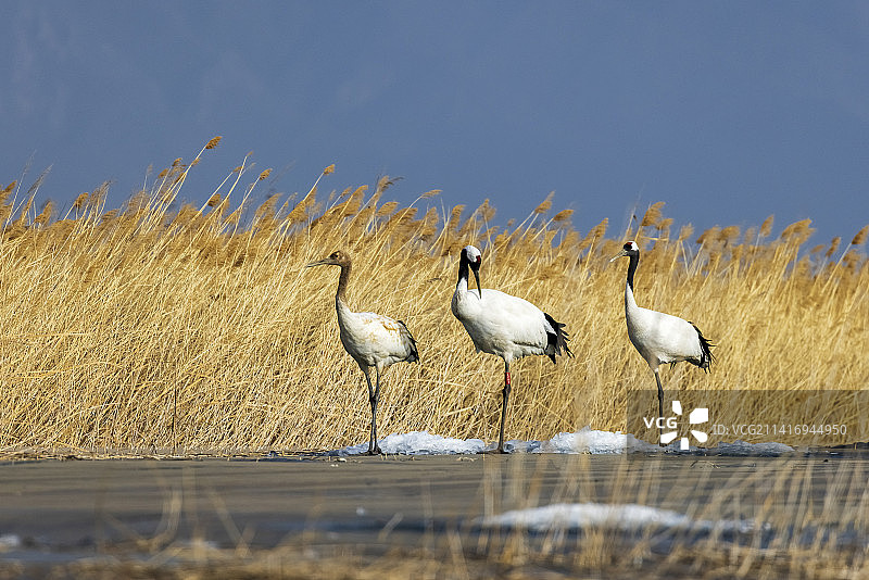 官厅水库越冬的丹顶鹤一家图片素材