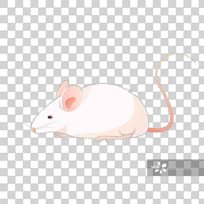 医学小鼠 小白鼠 小黑鼠 PNG格式 背景透明图片素材