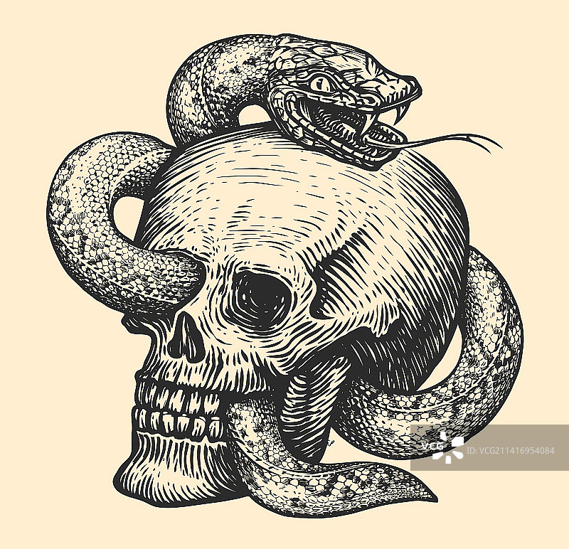 毒蛇缠绕在人的头骨上图片素材