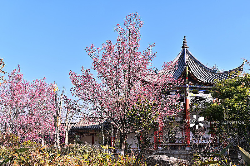 大理春色满园的冬天图片素材