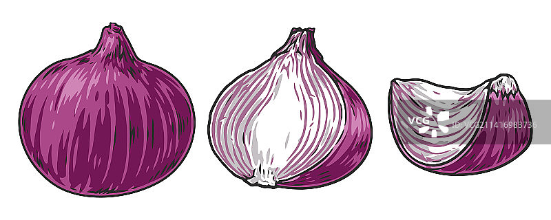 红洋葱标志彩色套装图片素材