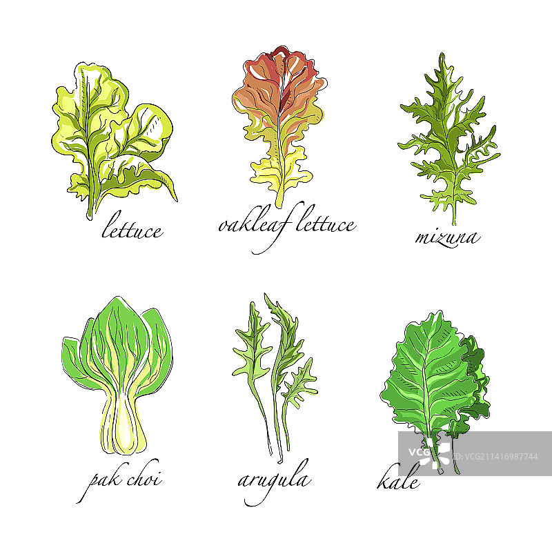 生菜蔬菜沙拉素描图片素材