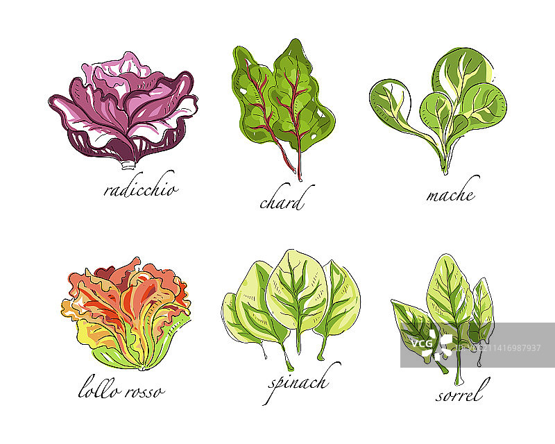 包含菊苣的混合蔬菜沙拉叶子素描图片素材
