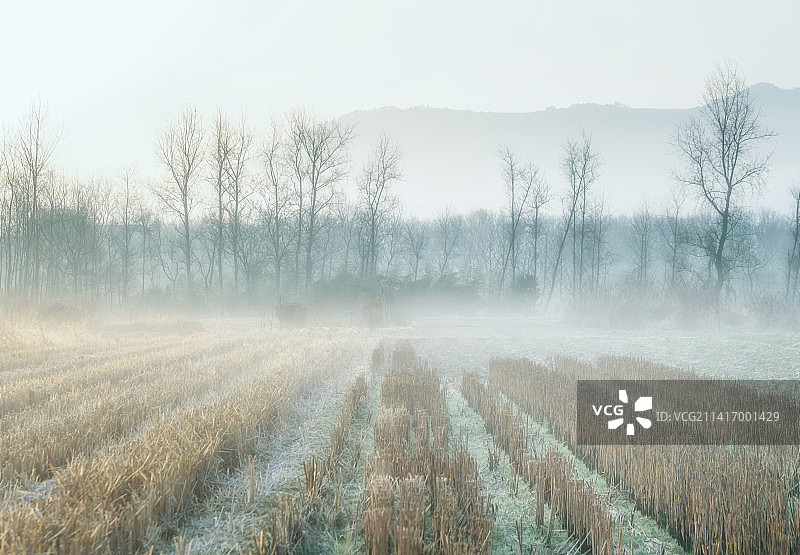 晨之韵图片素材