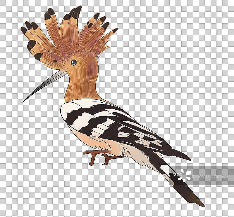 鸟类飞禽飞鸟动物戴胜鸟元素插画图片素材