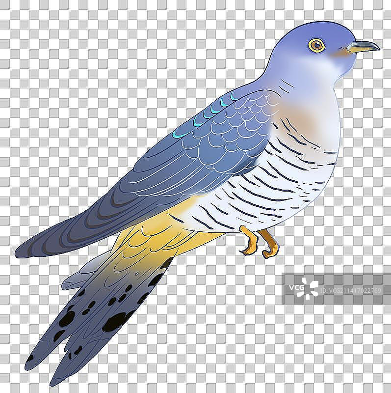 布谷鸟大杜鹃鸟类飞禽动物世界元素插画图片素材