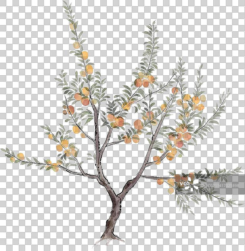 柿子还是橘子树图片素材