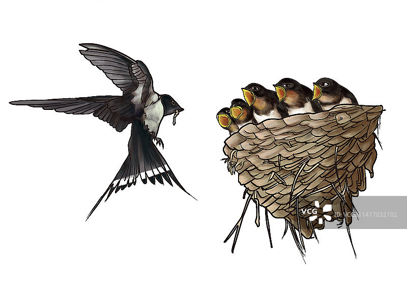 燕子给小燕子喂食图片素材