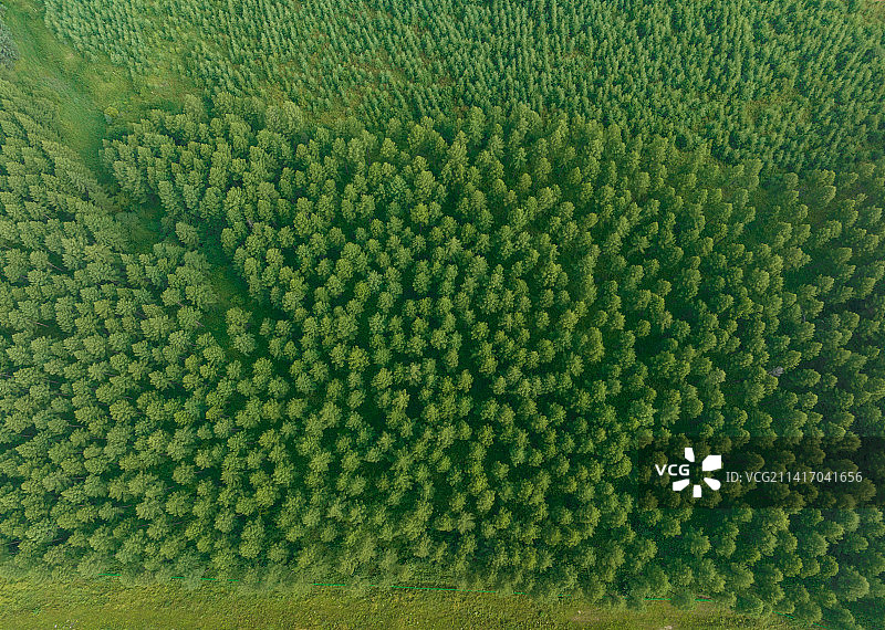 中国河北承德塞罕坝林海俯视图图片素材
