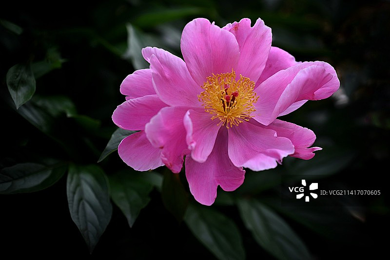 明艳芍药图片素材