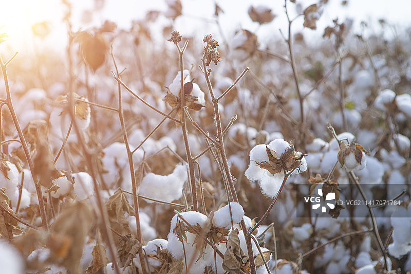 新疆 阿瓦提长绒棉 机械化采摘图片素材