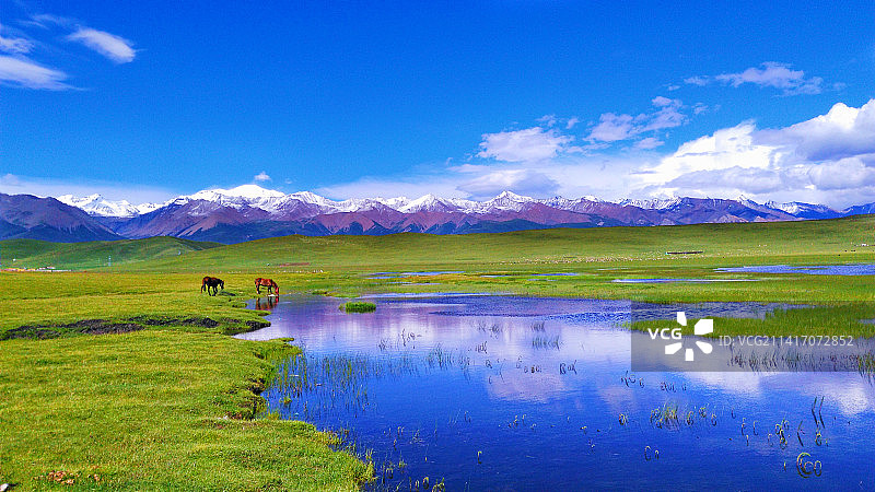 青海海北门源万亩油菜花海图片素材