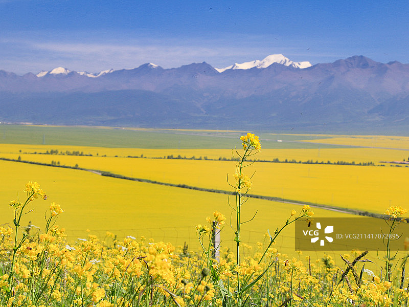 青海海北门源万亩油菜花海图片素材