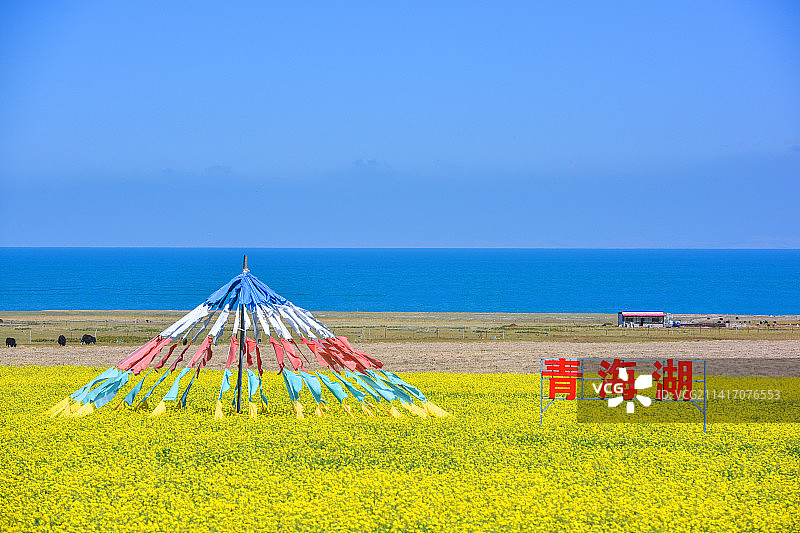 青海湖金色油菜花田图片素材