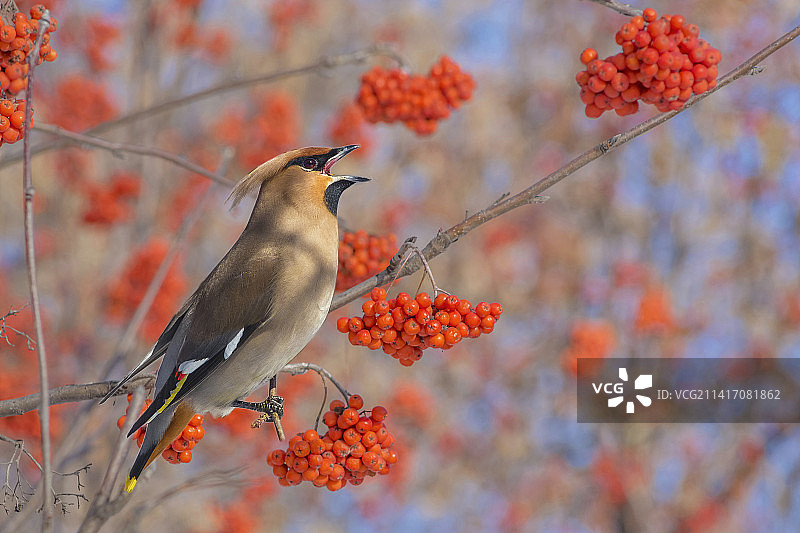 特写：太平鸟栖息于树上图片素材