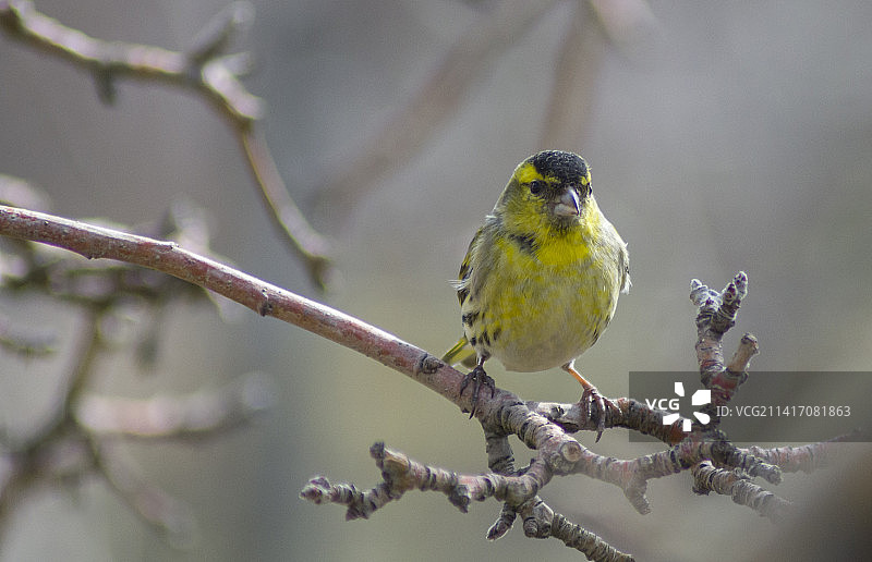 在树枝上栖息的歌雀特写图片素材