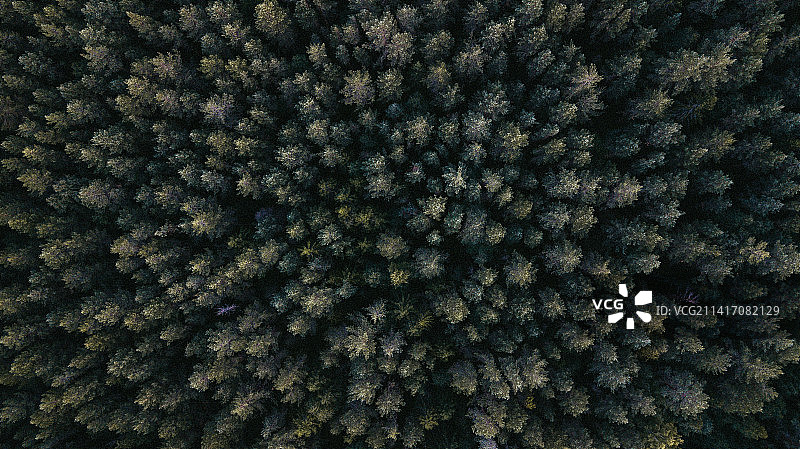 印度尼西亚森林中的完整树木照片图片素材