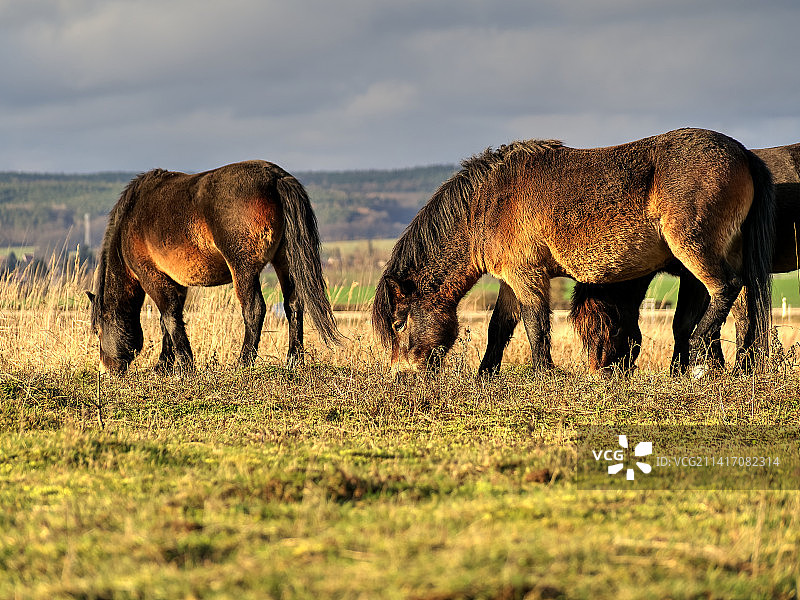 捷克共和国：原野上漫步的大象侧影图片素材