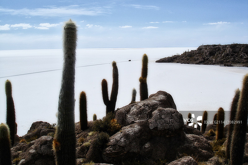 天空背景下的陆地上仙人掌植物特写，玻利维亚乌尤尼盐沼图片素材