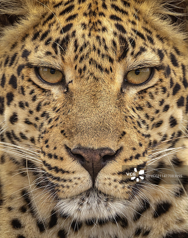 南非豹子特写图片素材