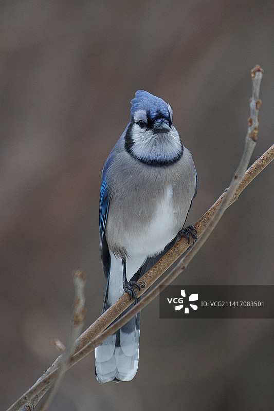 蓝松鸦栖息在树枝上特写，印度尼西亚中加里曼丹图片素材