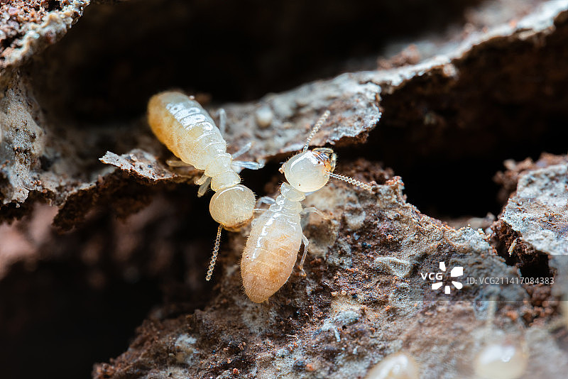 白蚁幼虫微距特写图片素材