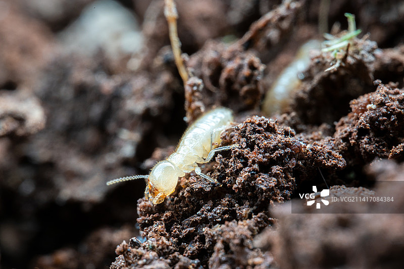 白蚁幼虫微距特写图片素材