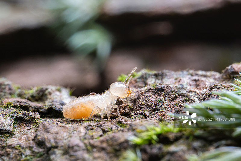 白蚁幼虫微距特写图片素材