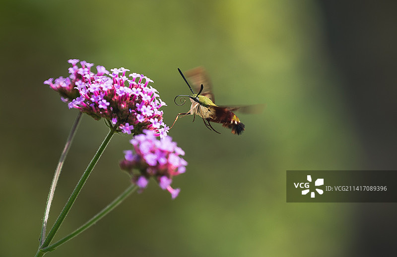 蜜蜂在印度尼西亚粉色花朵上采蜜的特写图片素材